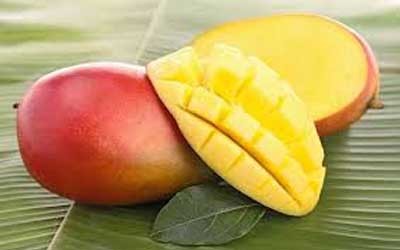 1616 mango tabla